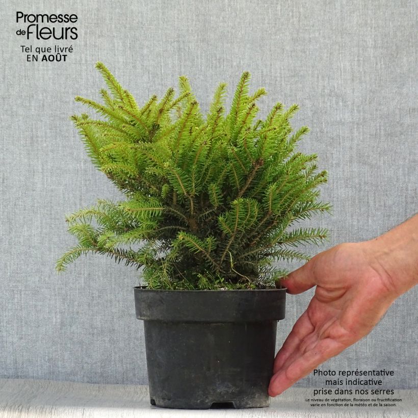 Ejemplar de Picea abies Nidiformis - Pícea común Maceta 2L/3LAltura de entrega aprox. 20+cm entregado en verano