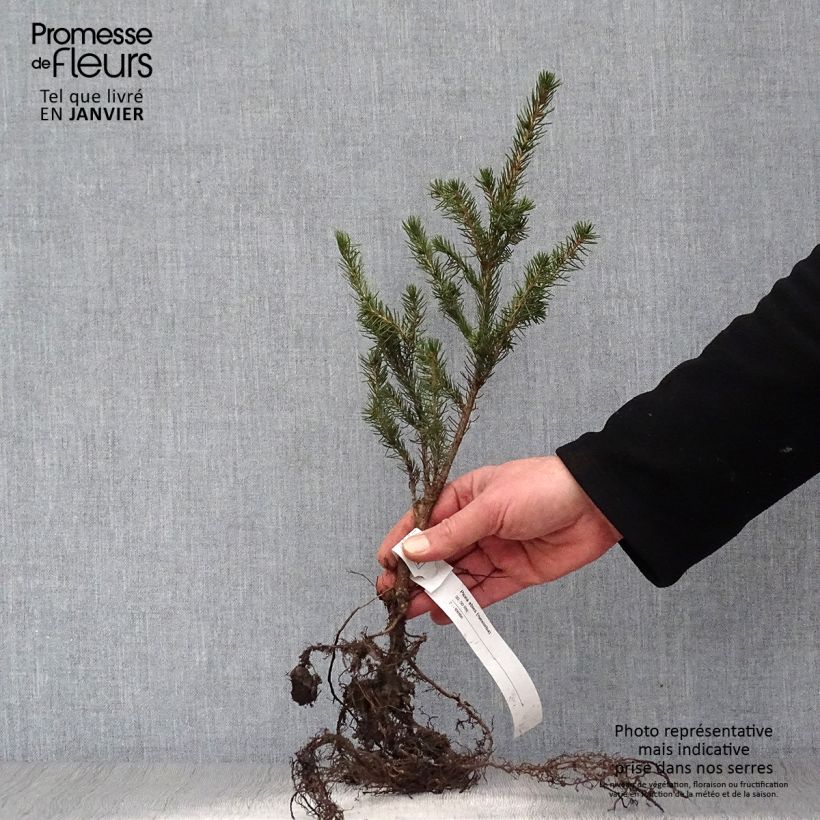 Picea abies - Pícea común Raíces desnudasAltura de entrega aprox. 30/40cm Ejemplar entregado en invierno