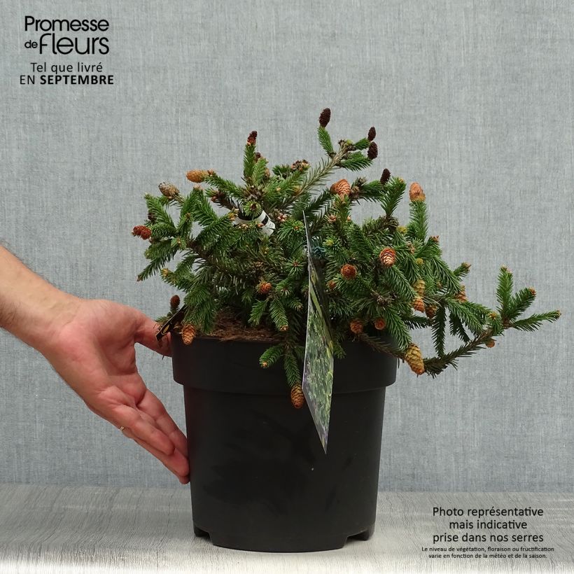Ejemplar de Picea abies Pusch - Pícea común Pieza entregado en otoño
