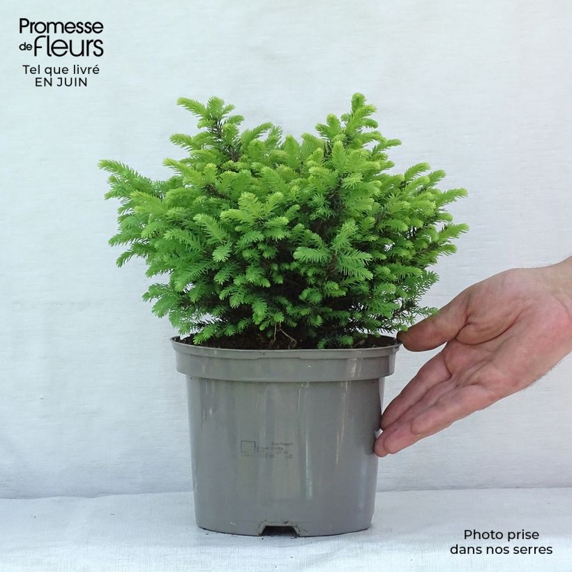 Ejemplar de Picea omorika Karel - Pícea de Serbia Maceta 2L/3LAltura de entrega aprox. 10/20cm entregado en verano