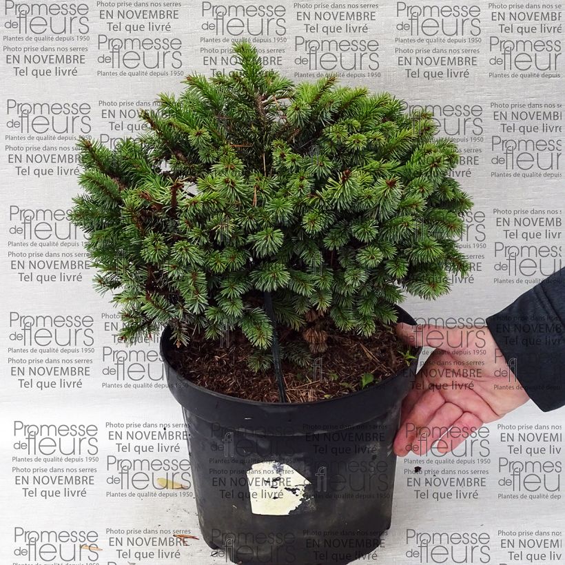 Ejemplo de ejemplar de Picea sitchensis Rom - Pícea de Sitka Maceta 7,5L/10L tal y como se entrega