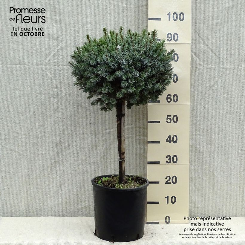 Ejemplar de Picea sitchensis Silberzwerg - Pícea de Sitka Maceta 12L/15L entregado en otoño