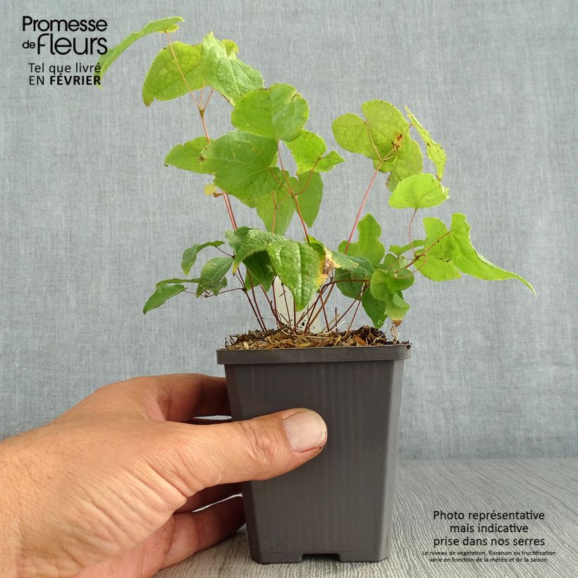 Ejemplar de Epimedium Asiatic hybrids Maceta de 8/9 cm entregado en otoño