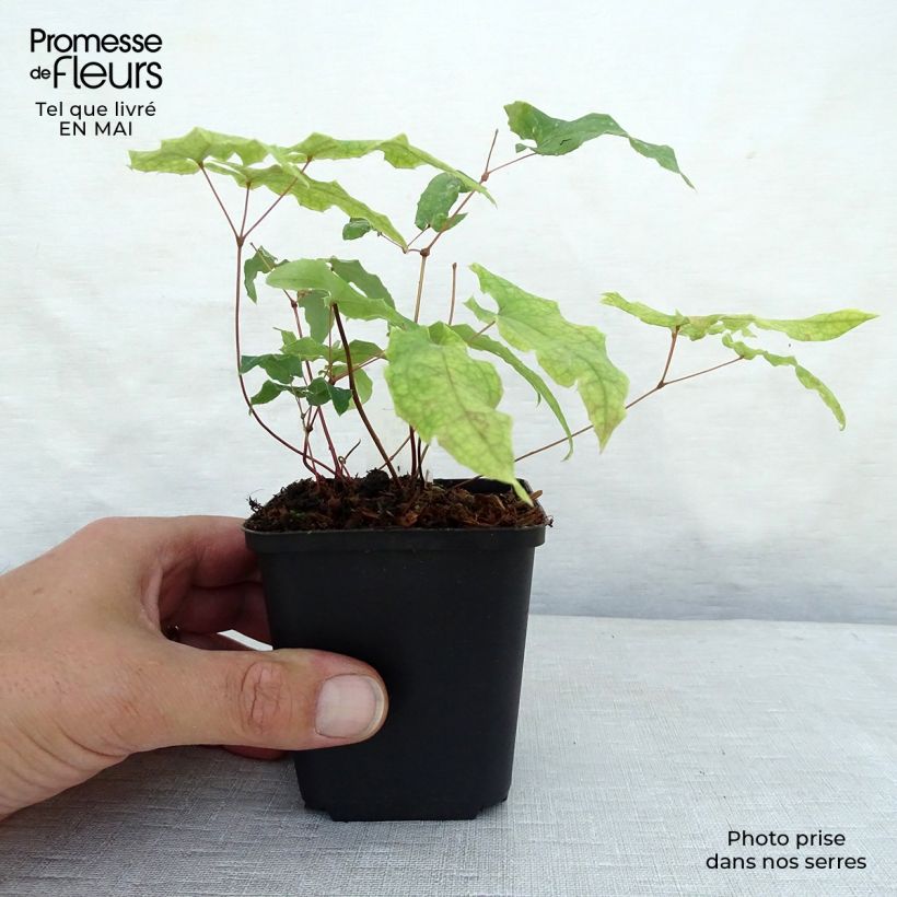 Epimedium dolichostemon, Fleur des elfes Godet de 8/9 cm Ejemplar entregado en la primavera