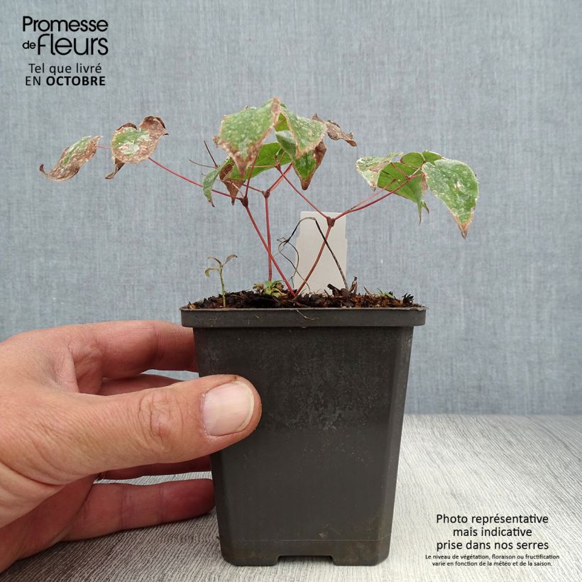 Ejemplar de Epimedium grandiflorum Purple Pixie Maceta de 8/9 cm entregado en otoño