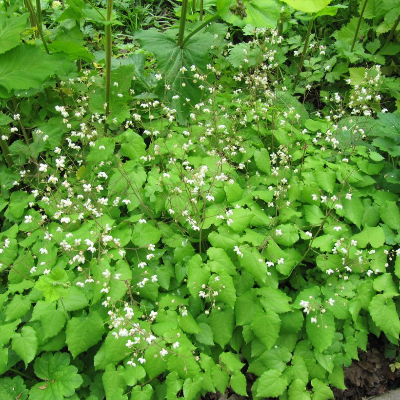 Epimedium grandiflorum Rubinkröne (Porte)