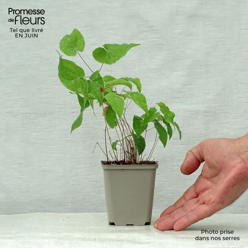 Ejemplar de Epimedium Pink Elf Maceta de 8/9 cm entregado en verano