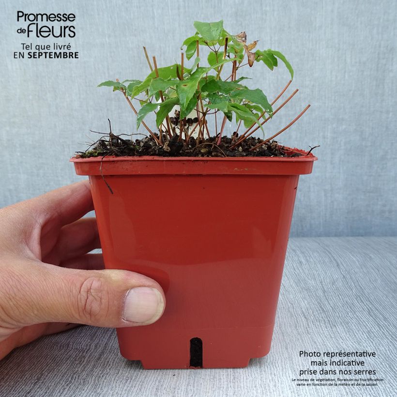 Ejemplar de Epimedium Pink Elf Maceta 1L/1,5L entregado en otoño