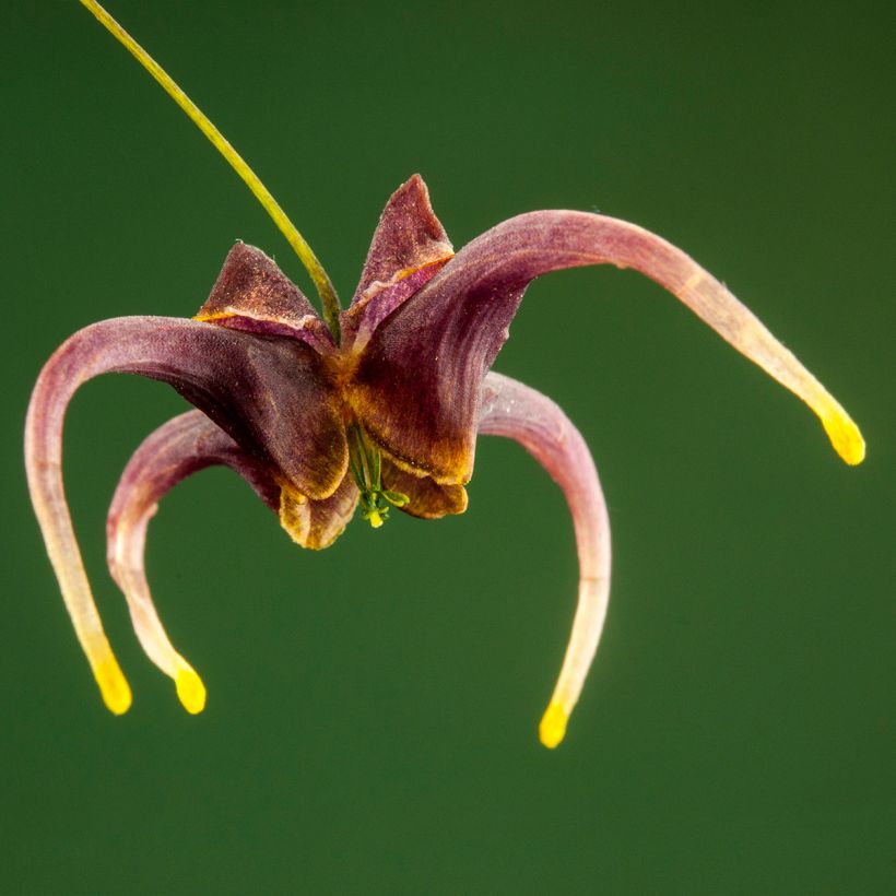 Epimedium omeiense Stormcloud (Floración)