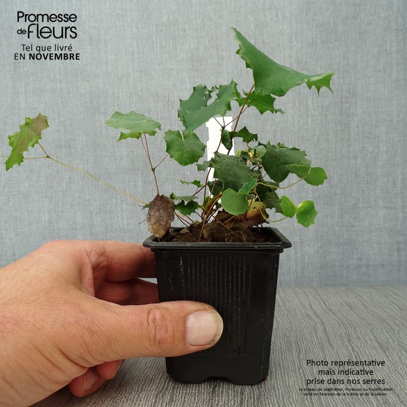 Ejemplar de Epimedium pauciflorum Maceta de 8/9 cm entregado en otoño