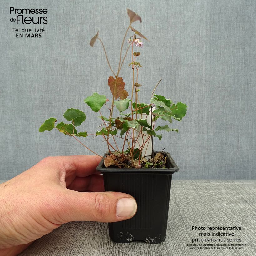 Epimedium pauciflorum, Fleur des elfes Godet de 8/9 cm Ejemplar entregado en la primavera