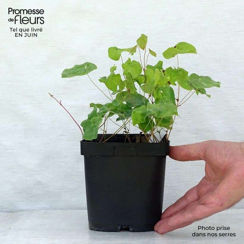 Ejemplar de Epimedium perralchicum Fröhnleiten Maceta 2L/3L entregado en verano