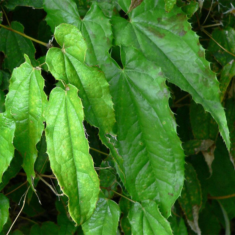 Epimedium pubescens (Follaje)
