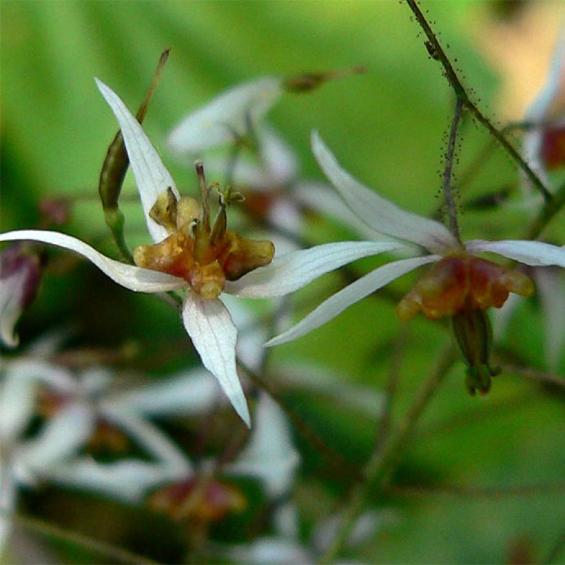 Epimedium pubescens (Floración)