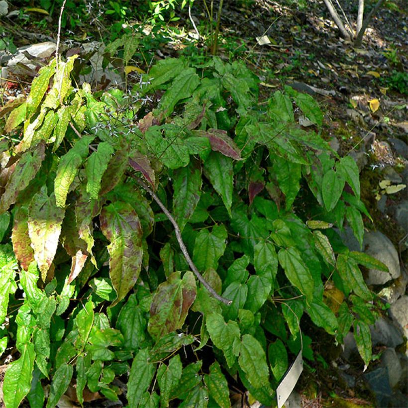 Epimedium pubescens (Porte)