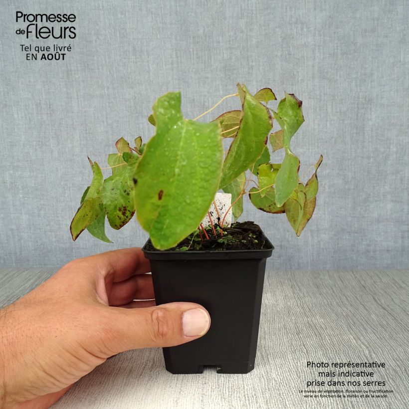 Ejemplar de Epimedium rubrum - Fleur des elfes rouge Godet de 9cm entregado en verano