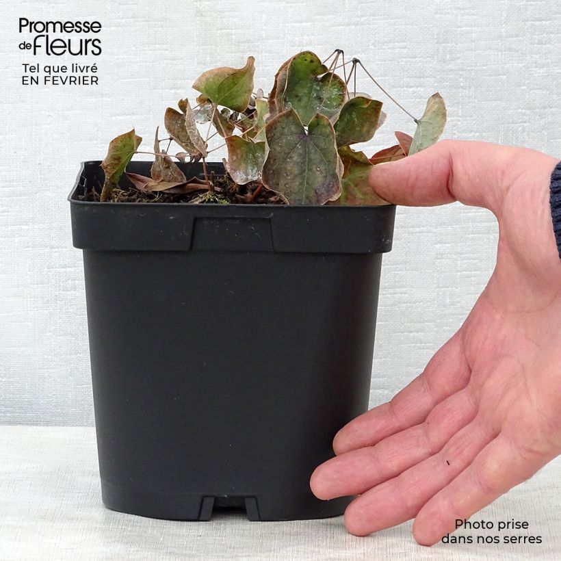Epimedium warleyense - Fleur des Elfes en pot de 2/3L Ejemplar entregado en invierno