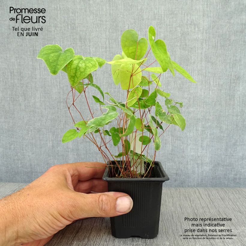 Ejemplar de Epimedium youngianum Roseum, Fleur des elfes Godet de 9cm entregado en verano