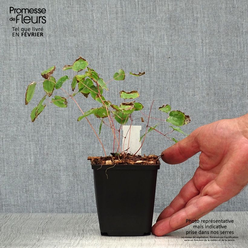 Ejemplar de Epimedium youngianum Yenomoto Maceta de 8/9 cm entregado en otoño