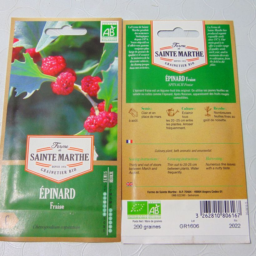 Ejemplo de ejemplar de Espinaca Fresa Fraise - Chenopodium capitatum saco de 180 semillas (0.15g) tal y como se entrega