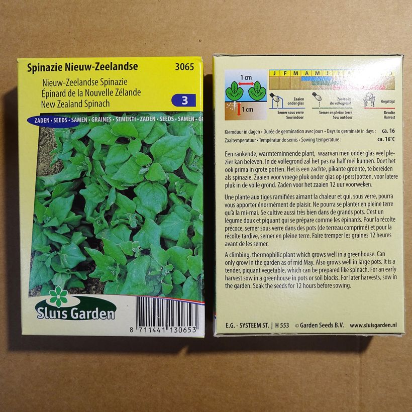 Ejemplo de ejemplar de Espinaca de Nueva Zelanda - Tetragonia tetragonioides saco de 2500 semillas (25g) tal y como se entrega