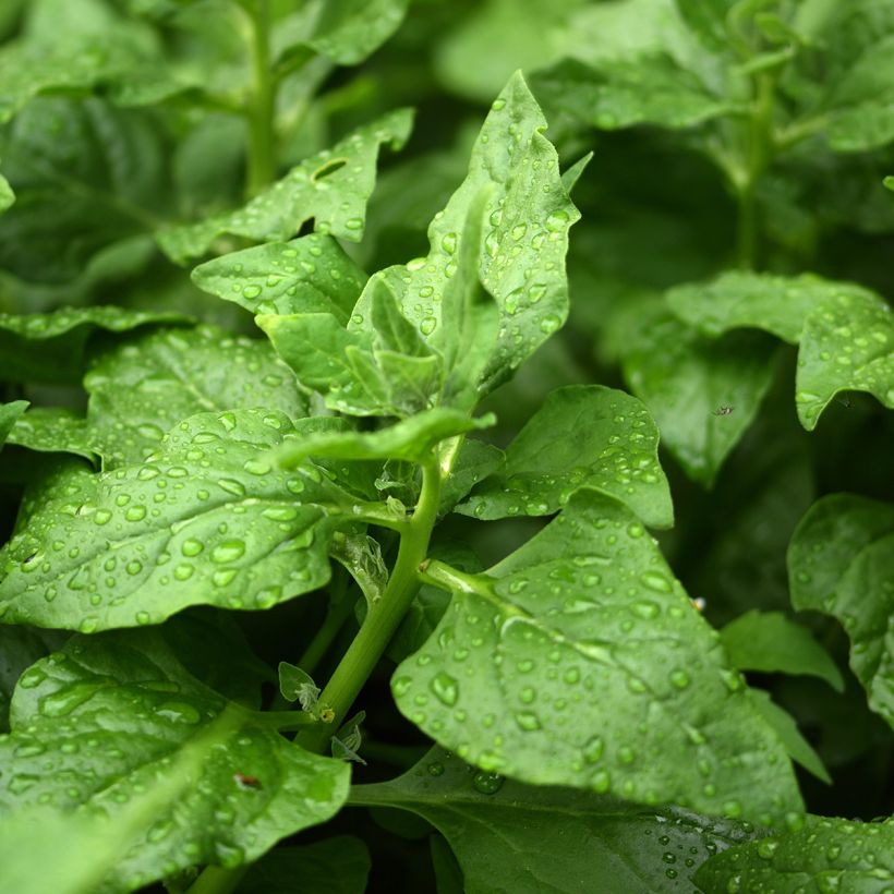 Espinaca de Nueva Zelanda - Tetragonia tetragonioides (Follaje)