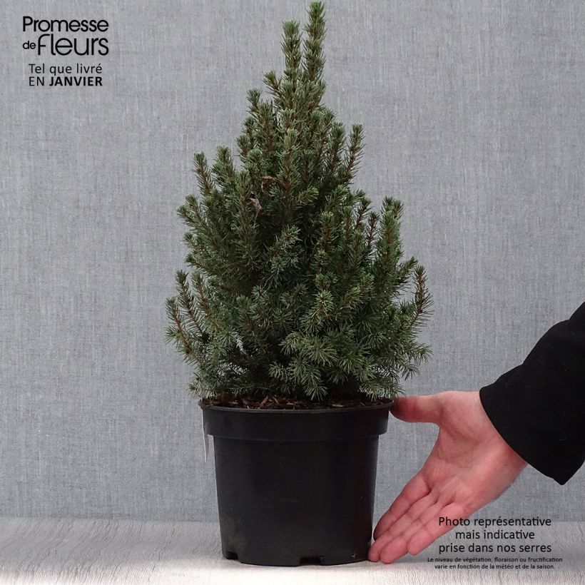 Picea glauca Conica Blue - Pícea blanca Maceta 3L/4L Ejemplar entregado en invierno
