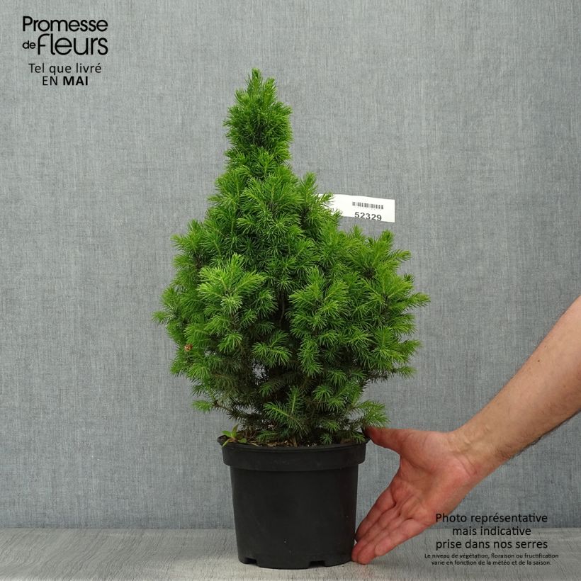 Picea glauca Conica Blue - Pícea blanca Maceta 3L/4LAltura de entrega aprox. 30/40cm Ejemplar entregado en la primavera