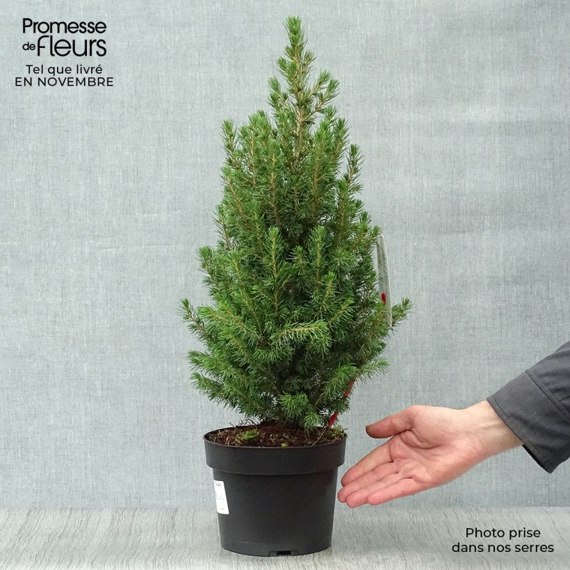 Ejemplar de Picea glauca Conica - Pícea blanca Maceta 2L/3L entregado en otoño