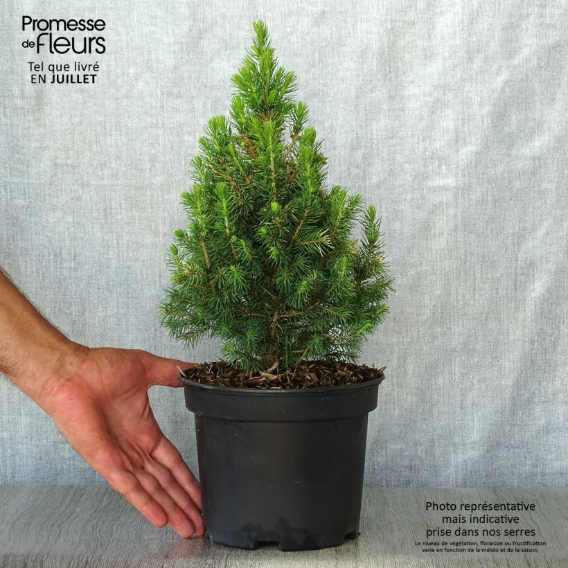 Ejemplar de Picea glauca Daisy's White - Pícea blanca Maceta 2L/3LAltura de entrega aprox. 30/40cm entregado en verano