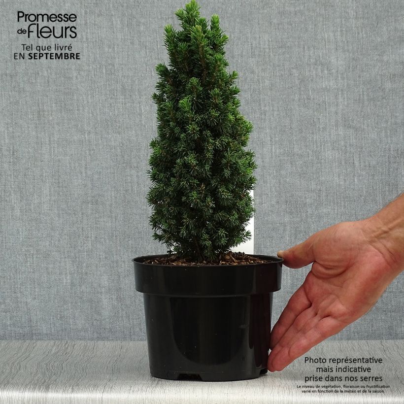 Ejemplar de Picea glauca Piccolo - Pícea blanca Maceta 2L/3L entregado en otoño