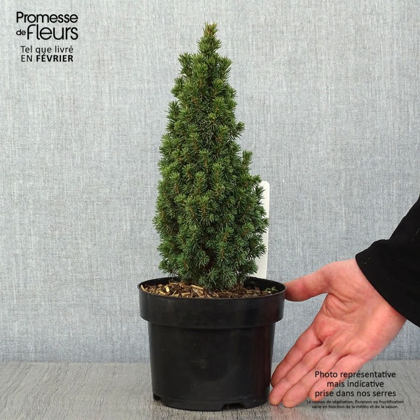 Picea glauca Piccolo - Pícea blanca Maceta 2L/3L Ejemplar entregado en invierno