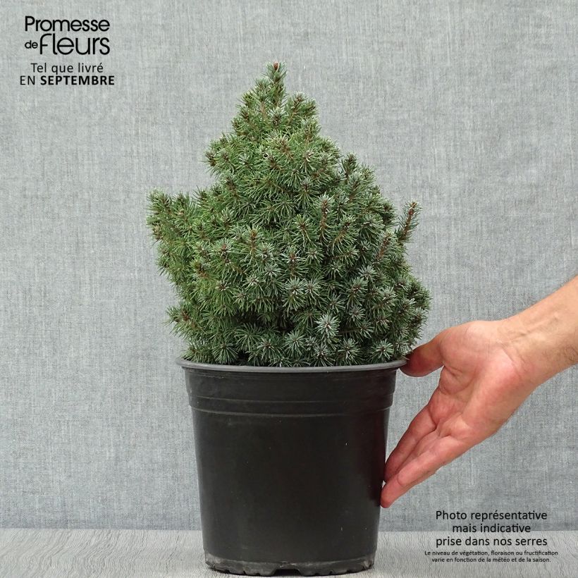 Ejemplar de Picea glauca Sander's Blue - Pícea blanca Maceta 4L/5L entregado en otoño