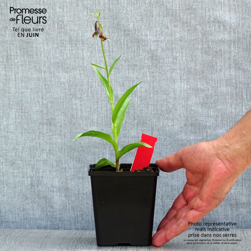 Ejemplar de Epipactis palustris - Epipactis de pantano Maceta 1L/1,5L entregado en verano