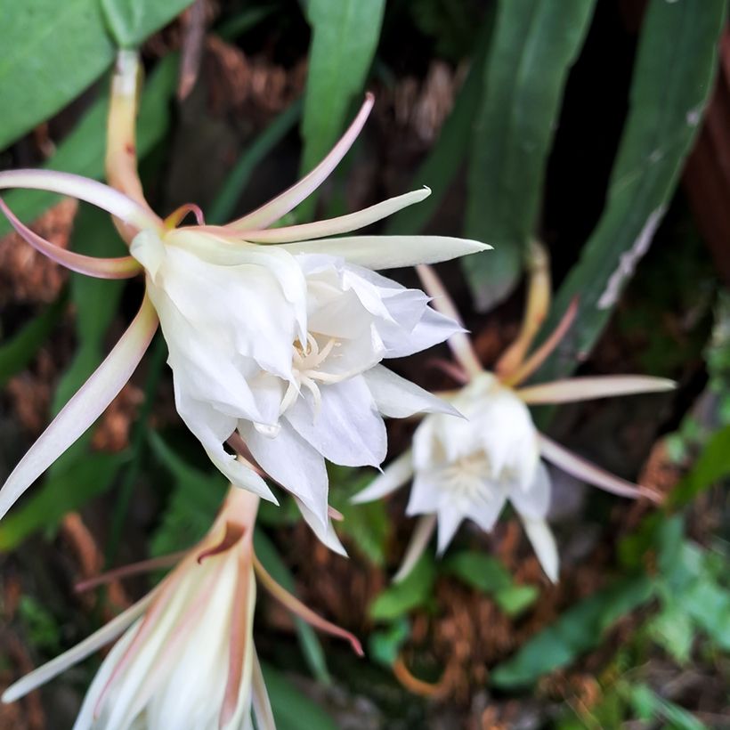 Cactus zig-zag - Epiphyllum anguliger (Floración)