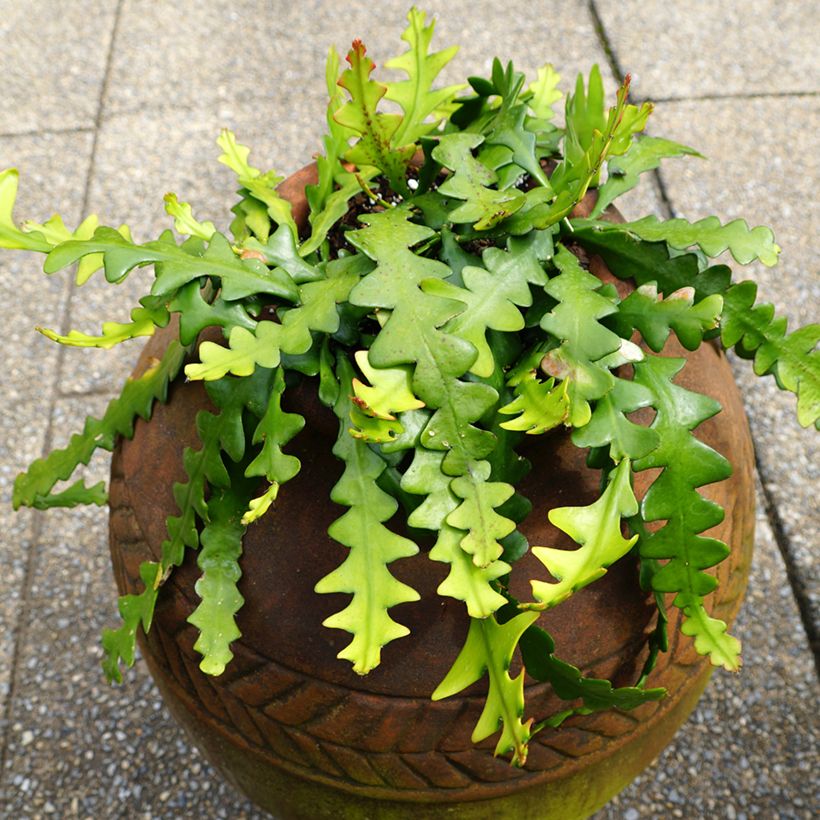 Cactus zig-zag - Epiphyllum anguliger (Porte)