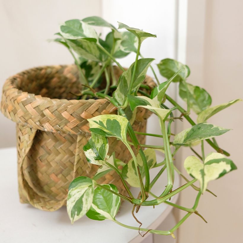 Poto - Epipremnum N'joy (Porte)