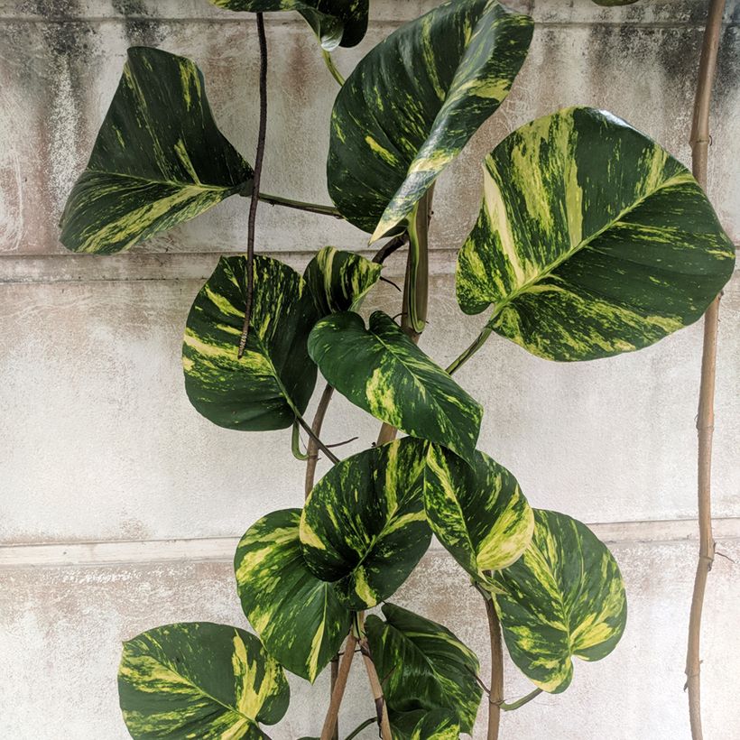 Poto - Epipremnum aureum (Follaje)