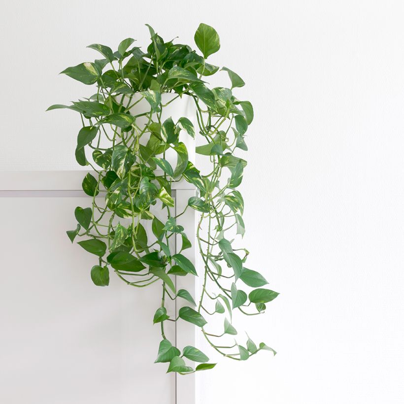 Poto - Epipremnum aureum (Porte)