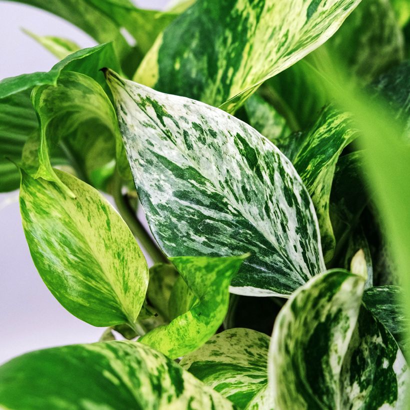 Poto - Epipremnum aureum Marble Queen (Follaje)