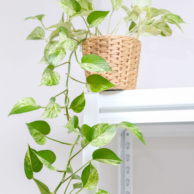 Poto - Epipremnum aureum Marble Queen (Porte)