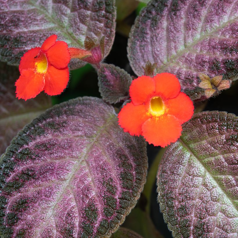Episcia Malayan Gem (Floración)
