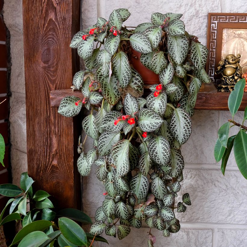 Episcia Silver Shield (Porte)