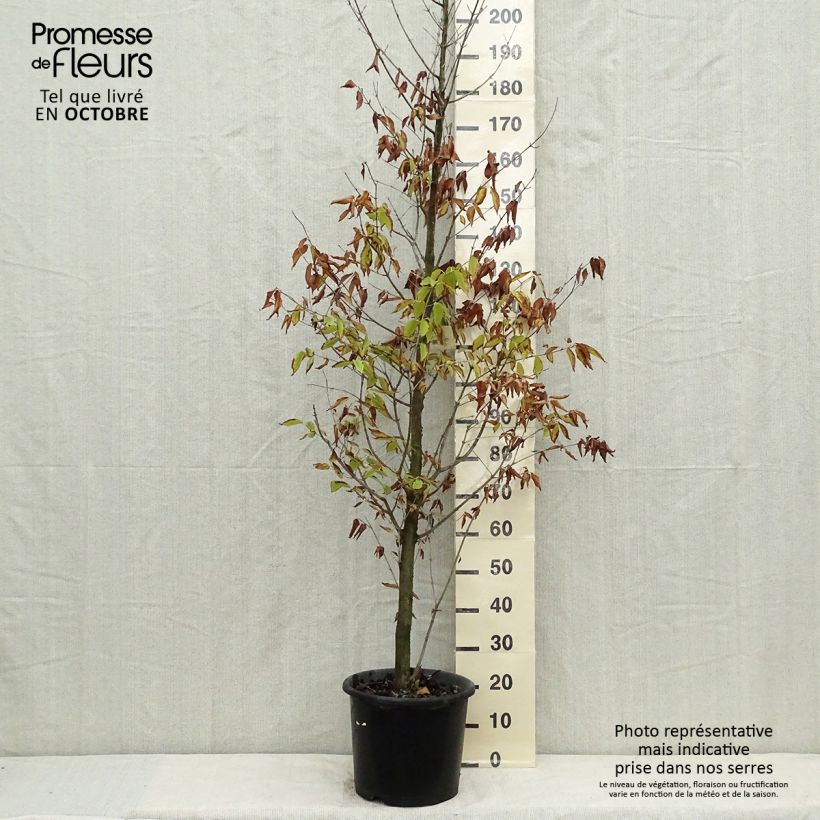Ejemplar de Acer carpinifolium - Arce de hojas de carpe Maceta 7,5L/10L entregado en otoño
