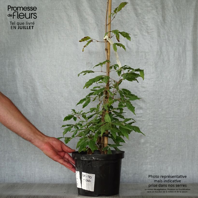 Ejemplar de Acer triflorum - Arce florado Maceta 4L/5L entregado en verano