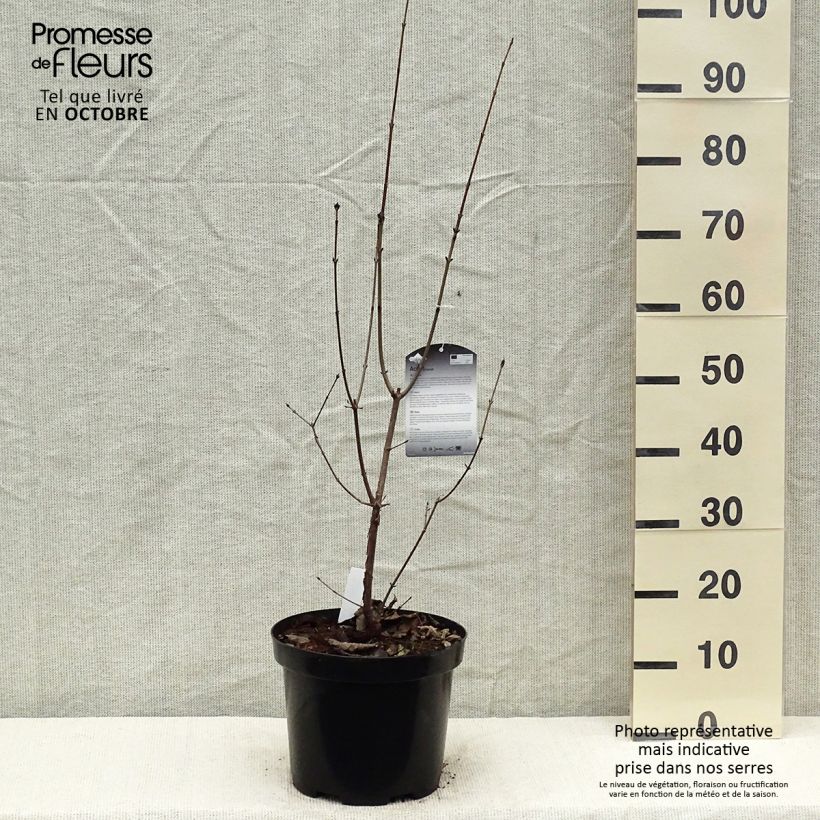 Ejemplar de Acer griseum - Arce chino gris​ Maceta 7,5L/10L entregado en otoño