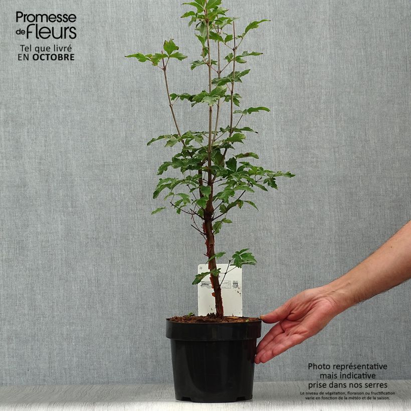 Ejemplar de Acer griseum - Arce chino gris​ Maceta 3L/4L entregado en otoño