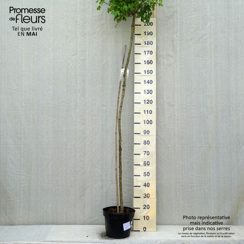Arce campestre Nanum Maceta 20L/25L Ejemplar entregado en la primavera