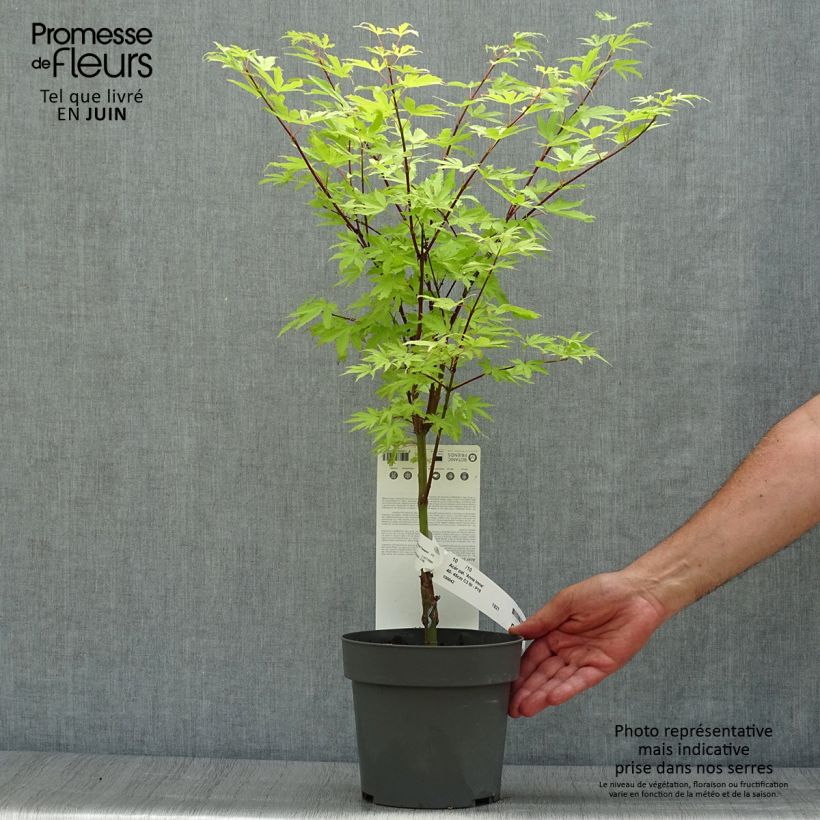 Ejemplar de Arce japonés Anne Irene Maceta 2L/3LAltura de entrega aprox. 40cm entregado en verano