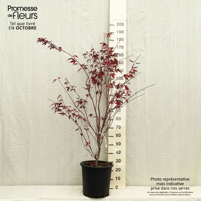 Ejemplar de Arce japonés rojo - Acer palmatum Atropurpureum Maceta 20L/25L entregado en otoño